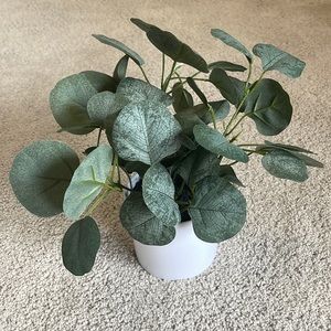 Adorable plant home/ room decor